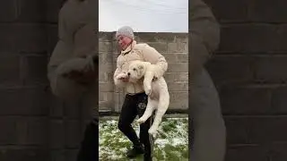 Щенки алабая среднеазиатские овчарки из питомника Таёжный Талисман 🔥