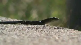 Lizard