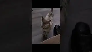 Кошка разговаривает с человеком😲 #cat  #alik_1103 #Alik