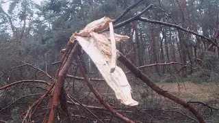 Сосны после январского ледяного дождя.