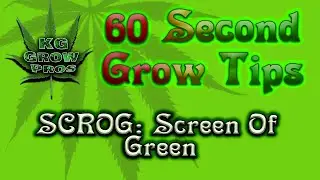 60 Second Grow Tips: Screen Of green (SCROG)