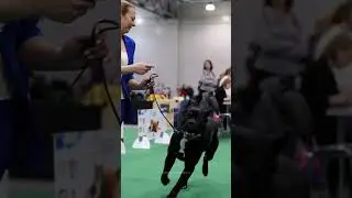 Черный кане корсо Плуто  Из Созвездия Адомаса!