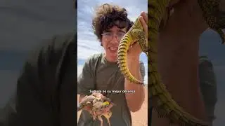 Día 3 Buscando Animales En Marruecos 🇲🇦 #shorts #animales #biology #africa