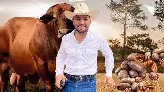 450 hectáreas de nogal, en un Rancho Ganadero.
