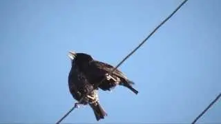 Птичья серенада