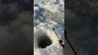Поклёвки корюшки и дуплет🥒✅✅ #fishing #корюшка #fish #smelt