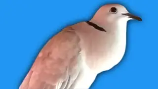 Barbary Dove