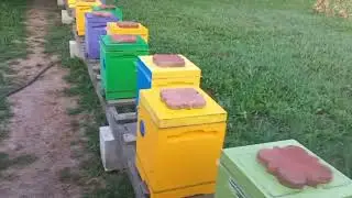Падевый Мёд!!!Как Развились Отводки!!!