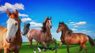 Horse Sound Effect - Horse Neighing - Farm Animal Sound [Cattle Animals]
