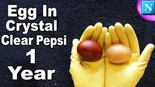 Egg In Crystal Clear Pepsi For 1 Year