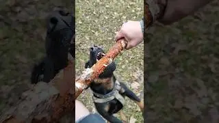Ягдтер'єр,злюкен собакен.