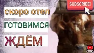 Скоро #отел/ перед отелом/мы в ожидании #отела/#первотелка в #охоте