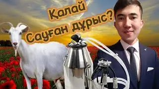 Сауын апаратымен сауған дұрыс па? Қолмен сауған дұрыс па? Ешкі сауу,  сиыр сау, ғылым және ауыл