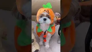 Cute Shih Tzu Dog 🐶 Halloween Costume 🎃🐾😈