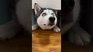 #animals #fyp  #cute #husky fragments of husky' s life，witty eyes