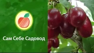 Селекция кизила: отбираем новые сорта