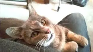 Adoption Day - Foster Kitty Ashley Goes Home