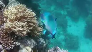 GoFish