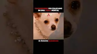 Parte 01: Este Cãozinho Esconde um Grande Segredo! 