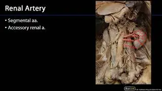 Respiratory and Urinary Station 9 - Renal Arteries and Veins