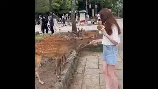 Hand drawn deer Nara Japan are very cute. Олень Нара