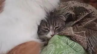 Кошачье утро