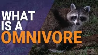 What You Should Know About What Is a Omnivore