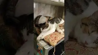 У Кошки есть своя личная кошка. #shorts