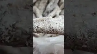 жареная мойва очень быстрый рецепт 