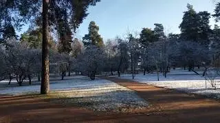 Первый снег. 28 октября 2019 года. С-Петербург