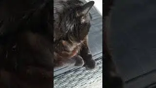 Katzencontent