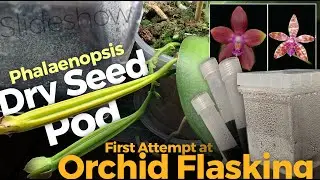 Flasking / Sowing Phalaenopsis Orchid Seeds