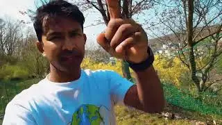 জাপানে আমার প্রতিদিনের সকাল ।