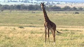Giraffe In The Wild