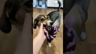 собака любит игрушки