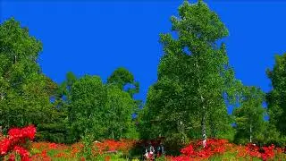 Tree green screen, Tree green screen no copyright - FREE DOWNLOAD