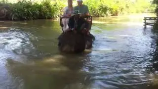 Elephant Village Pattaya - Elephant trekking
