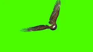 EAGLE SLOW MOTION green screen