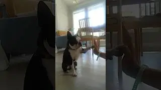 ДАЙ ПЯТЬ! 😍😂🐶