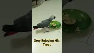 African Grey
