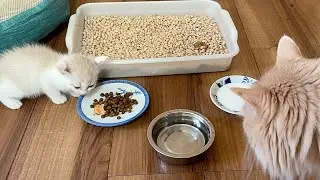 More kittens! PDS