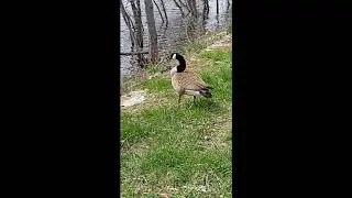 One Goose.mp4