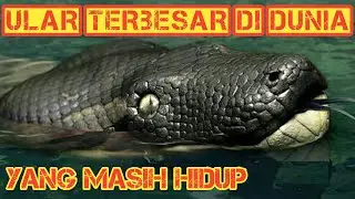 Ular terbesar di dunia ular terbasar