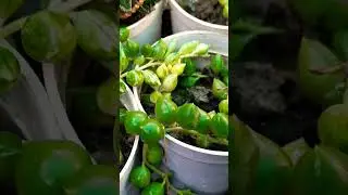 #short #shortvideo