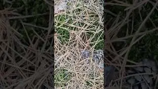 Польские грибы в конце октября