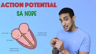 SA node Action potential   شرح بالعربي
