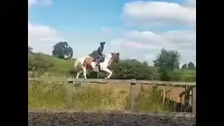 XC Jump Schooling - Irish Sports Horse