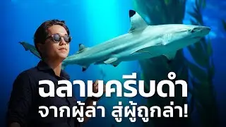 KPKT || 'ฉลามครีบดำ' เบื้องหลังความจริงที่ไม่น่ากลัวอย่างที่คิด