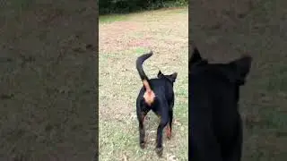 #shorts Little Clip of Kenzie Getting Stick