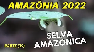 BACK TO THE MANGUEIRA COMMUNITY (PART 39) AMAZON JUNGLE BRAZIL